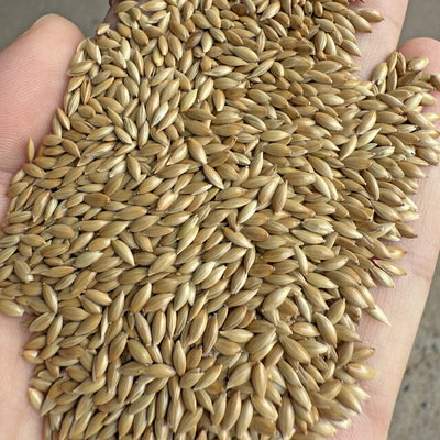 进口加纳利子鹦鹉鸟食油尖粟白尖粟草庐籽鸟粮金丝雀籽 现货