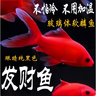 冷水血鹦鹉葡萄眼草金黑招财鱼观赏鱼小金鱼易活耐活长尾活体锦鲤