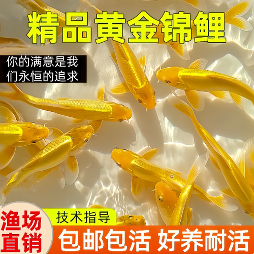 黄金锦鲤金鱼活鱼冷水淡水好养