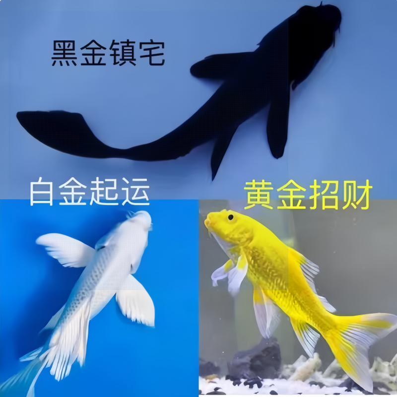 鱼迷鱼迷锦鲤活鱼观赏鱼红白三色大型淡水鱼冷水鱼观赏鱼锦鲤鱼