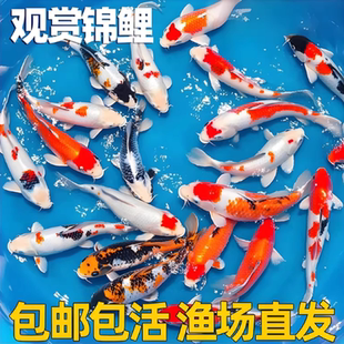 观赏鱼锦鲤活体淡水冷水鱼好养招财大小型鱼苗金鱼纯种锦鲤鱼包邮