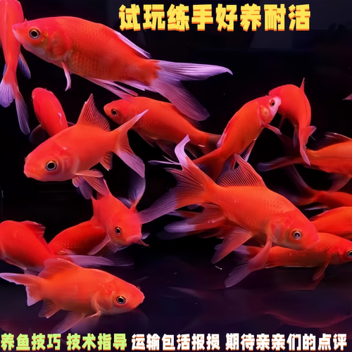 红草金锦鲫鱼苗冷水鱼观赏鱼好养