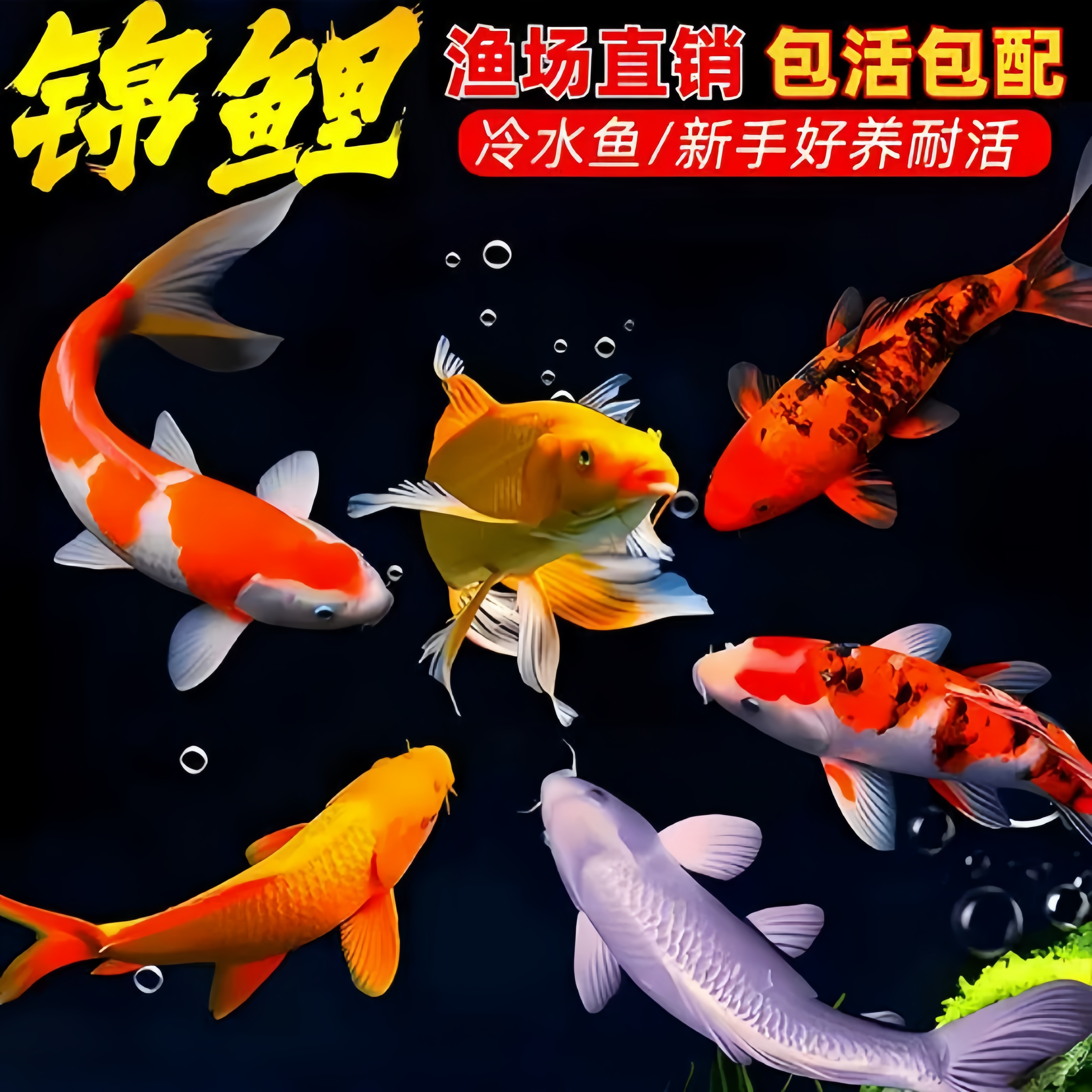 鱼迷鱼迷鱼迷锦鲤活鱼观赏鱼红白三色淡水鱼冷水鱼观赏鱼锦鲤鱼