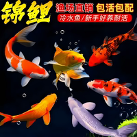 鱼迷锦鲤活鱼观赏鱼红白三色淡水鱼冷水鱼锦鲤鱼包活包配好养耐活