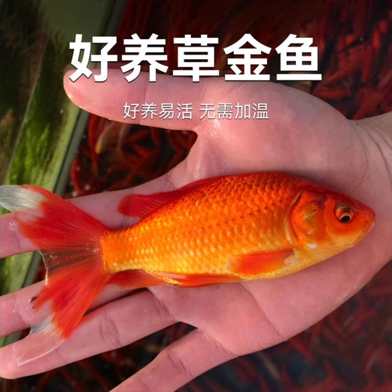 红草金鱼活鱼观赏鱼小型淡水好养冷水鱼苗新手小金鱼兰寿锦鲤好养