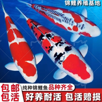 星渔港水族馆锦鲤鱼活鱼观赏鱼纯种大型红白冷水金鱼红鲤鱼小鱼苗