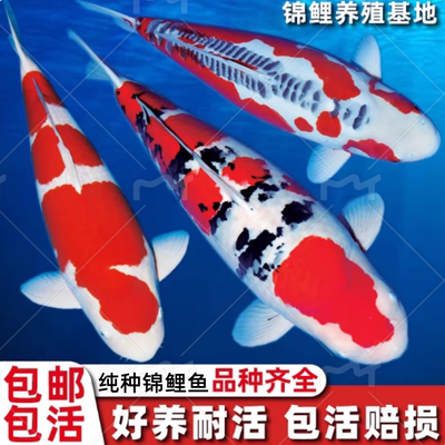 星渔港水族馆锦鲤鱼活鱼观赏鱼纯种大型红白冷水金鱼红鲤鱼小鱼苗