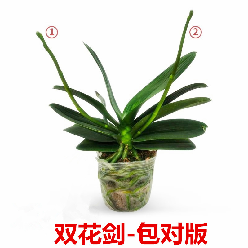 佛山优质成熟大苗蝴蝶兰单双剑易养活包对版