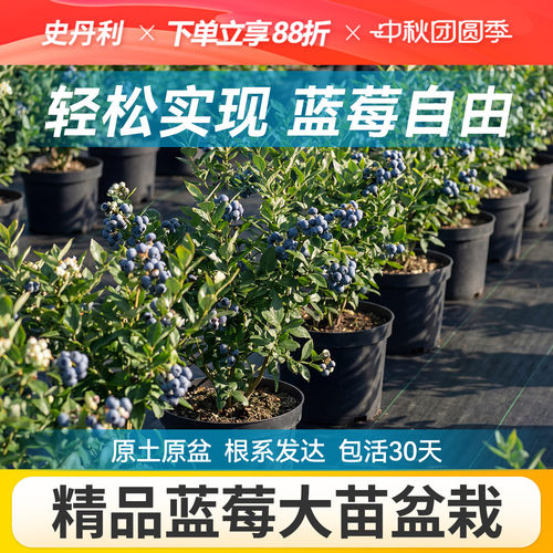 对版发货精品蓝莓盆栽