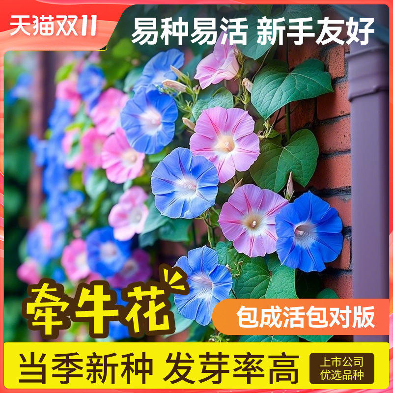 史丹利牵牛花种子喇叭花室外爬藤爬墙花卉播种盆栽开花混色花籽种