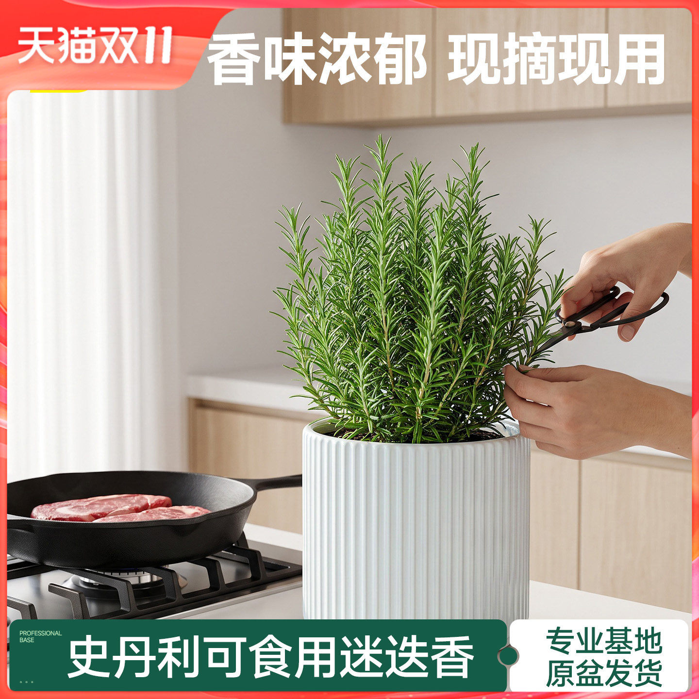 史丹利迷迭香盆栽可食用牛排用新鲜调料大盆香草植物室内桌面绿植