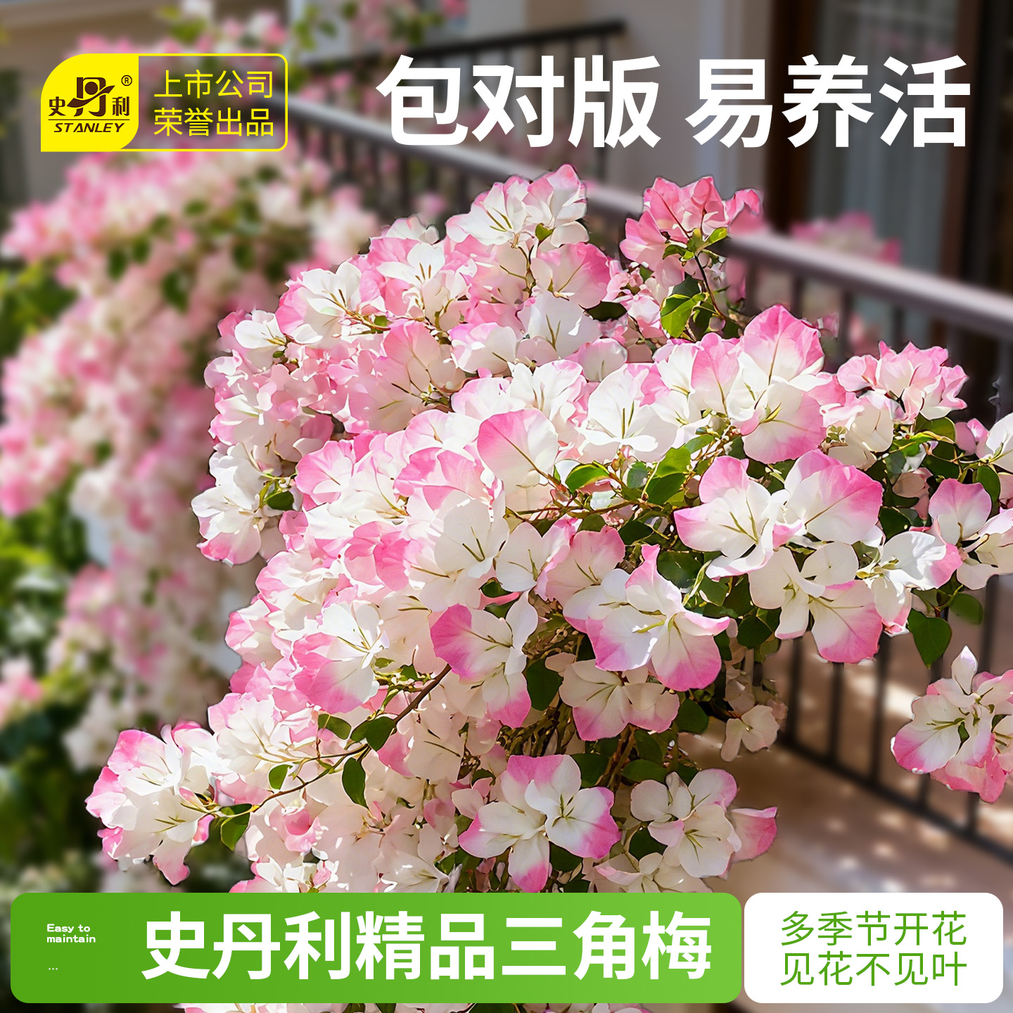 史丹利精品三角梅带花发货