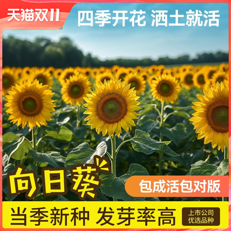 史丹利向日葵种子优选良种