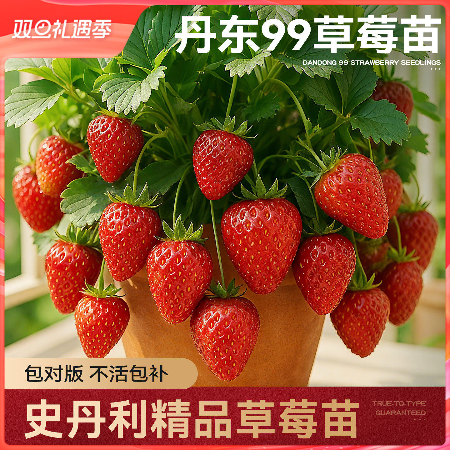 史丹利草莓苗盆栽壮苗易结果