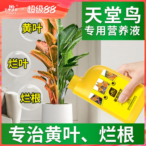 告别天堂鸟黄叶、卷边