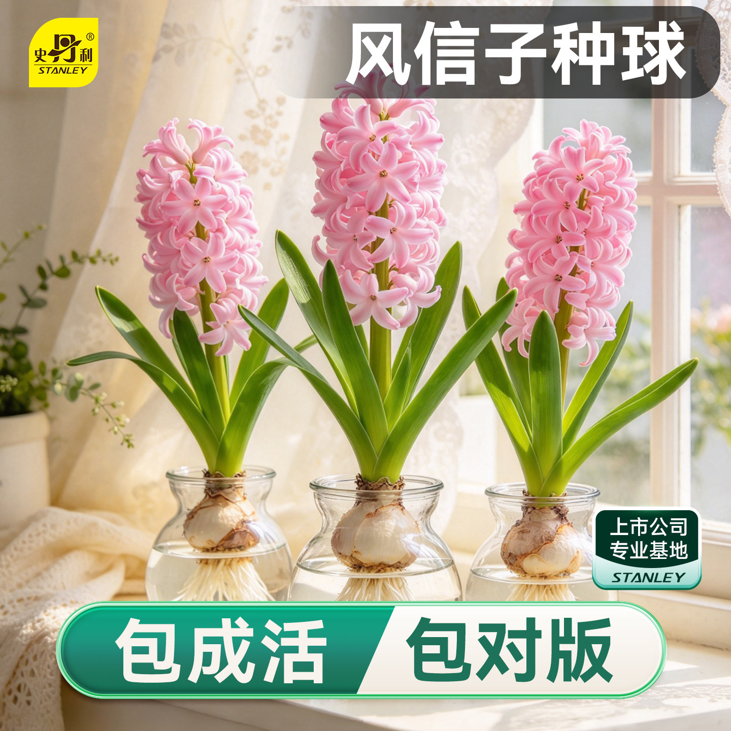史丹利进口风信子种球水培种苗盆栽花卉种子四季大球开花植物花苗