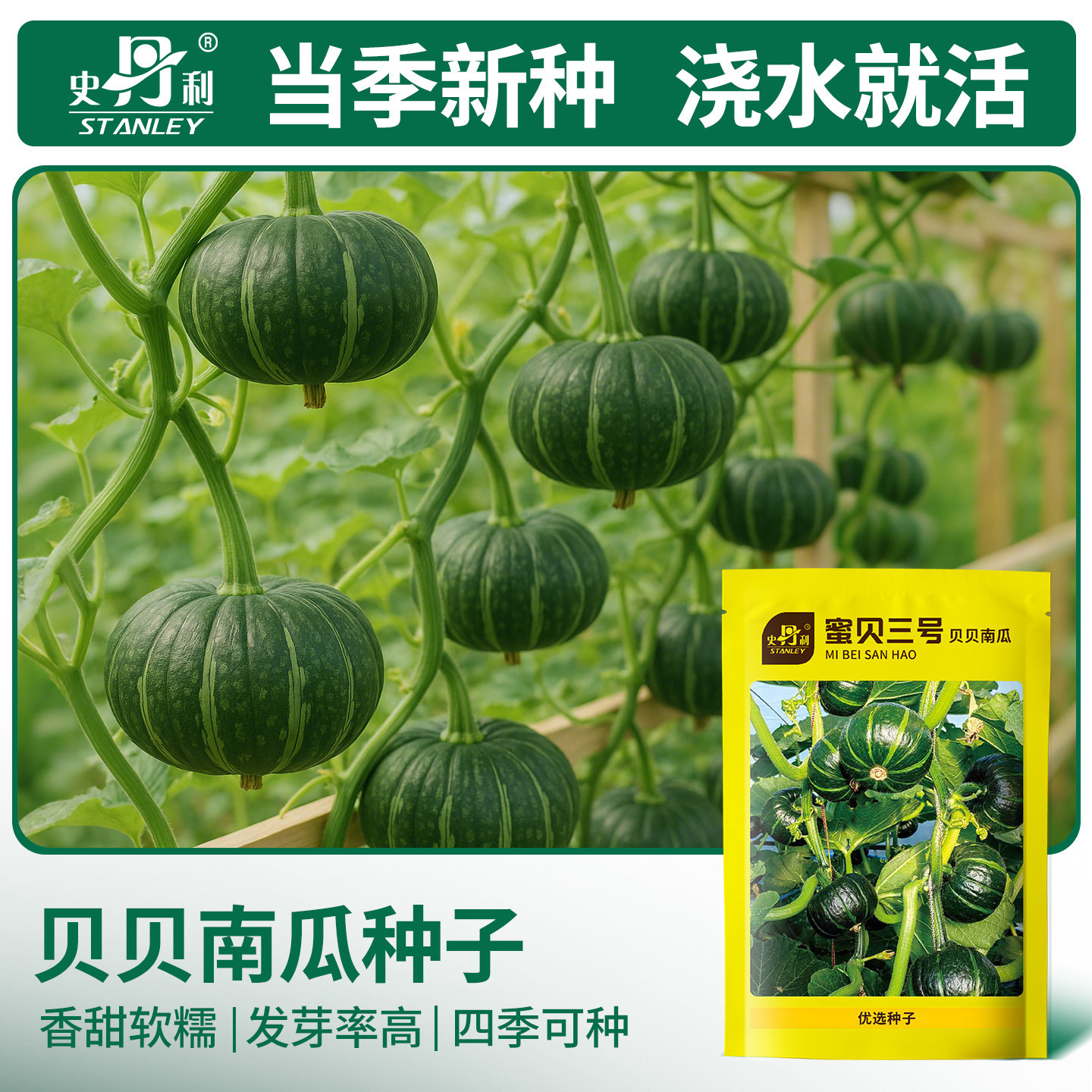 精选当季新种|发芽率高图片