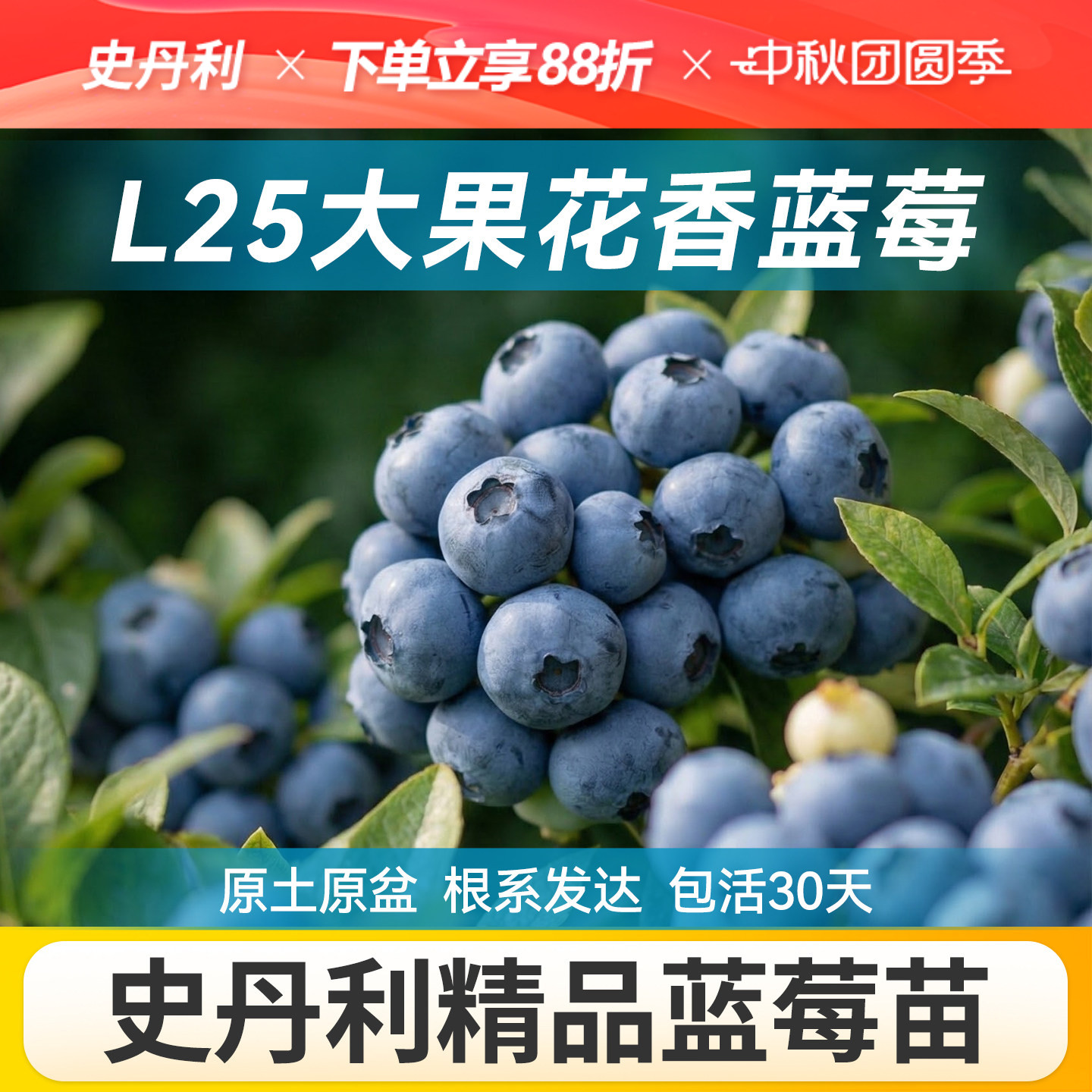 对版发货精品蓝莓盆栽图片