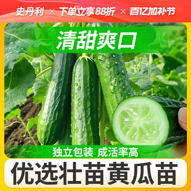 史丹利水果黄瓜苗秧四季种子阳台春季秋季盆栽南方小青瓜蔬菜秧苗