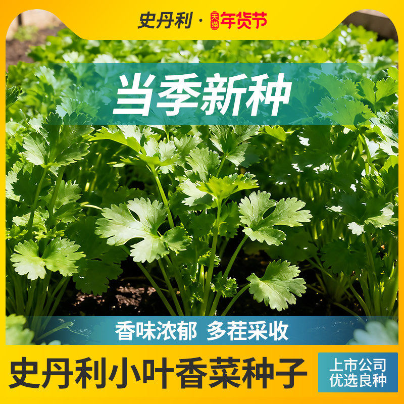 史丹利四季香菜种子苗大叶芫荽阳台种菜盆栽种籽孑菜种籽籽种大全,鲜花速递/花卉仿真/绿植园艺,家庭园艺种子,淘宝优惠券,粉丝福利购,淘宝优惠卷