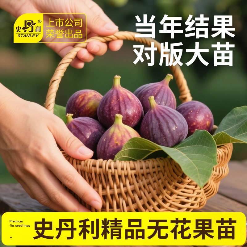 史丹利无花果树苗当年结果