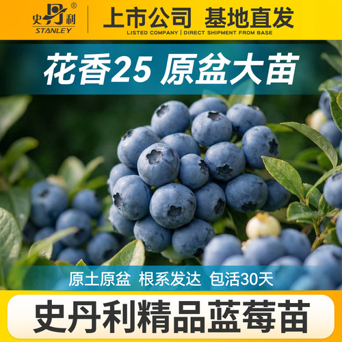 对版发货精品蓝莓盆栽