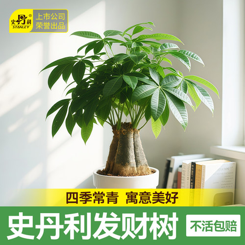 史丹利精品发财树四季常青
