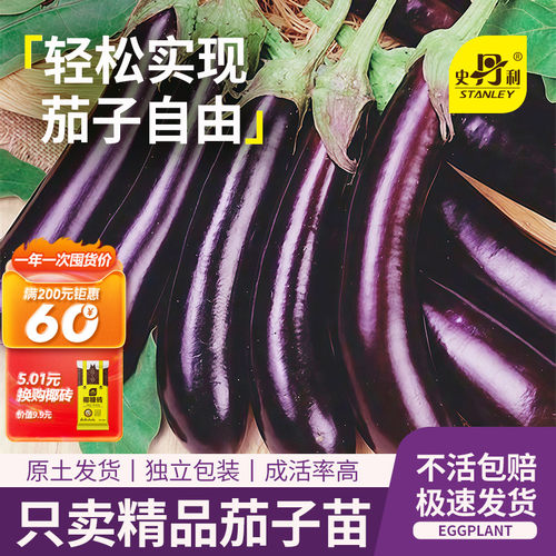 精品茄子苗|不活包赔