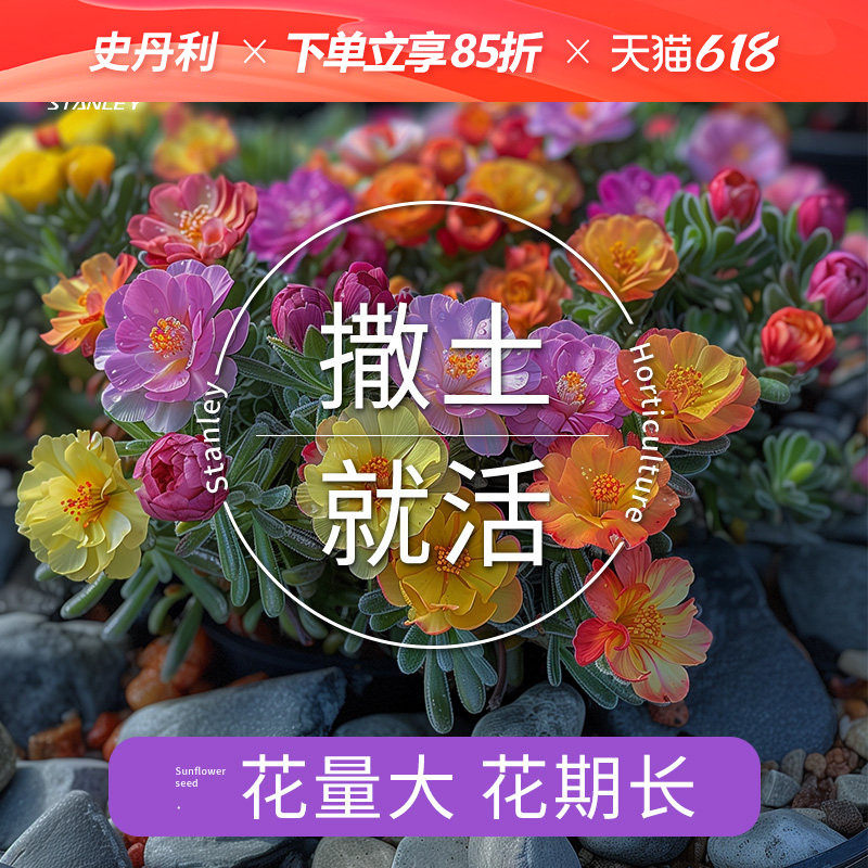 史丹利重瓣太阳花种子籽七彩大花特大单瓣大朵盆栽种孑四季开花