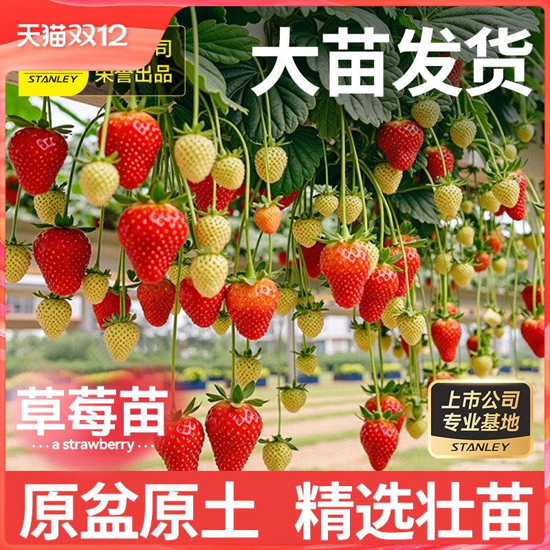 史丹利奶油草莓种苗当季大苗