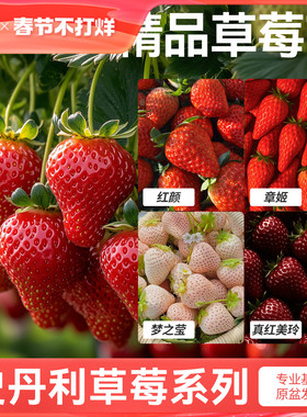 史丹利草莓苗盆栽奶油优质四季结果红颜章姬黑珍珠美玲阳台种植秧