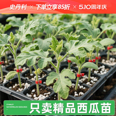 史丹利精品西瓜苗|不活包赔