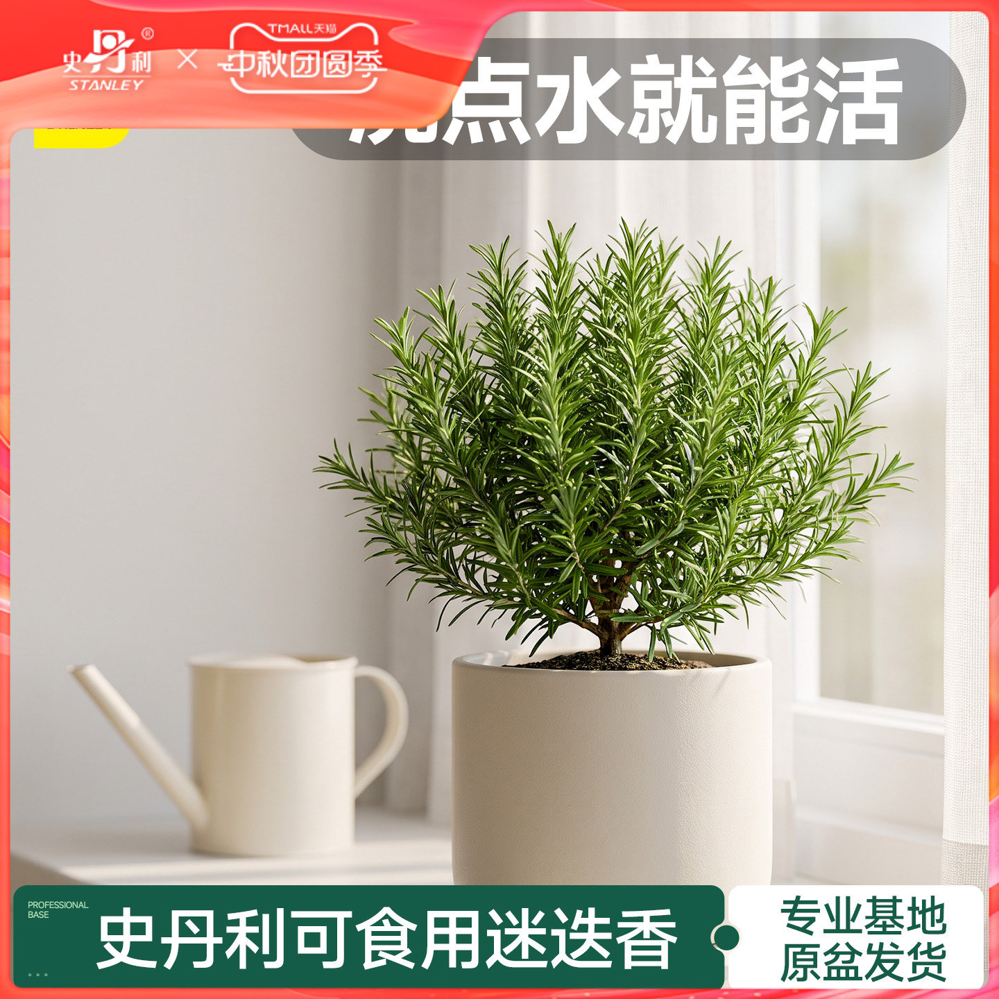 史丹利迷迭香盆栽可食用香草植物图片