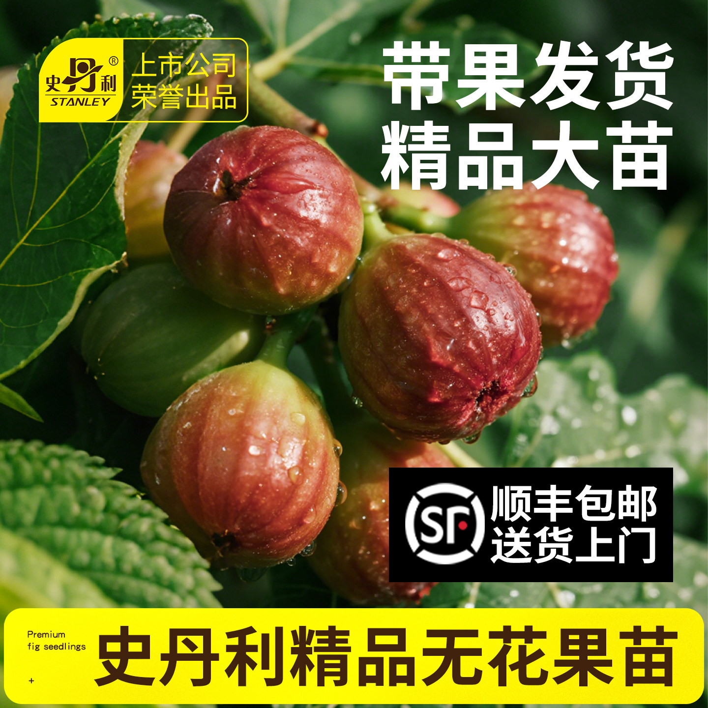 ��˳������ ���������������� ����߶�40-50cm ʷ�����޻��������������