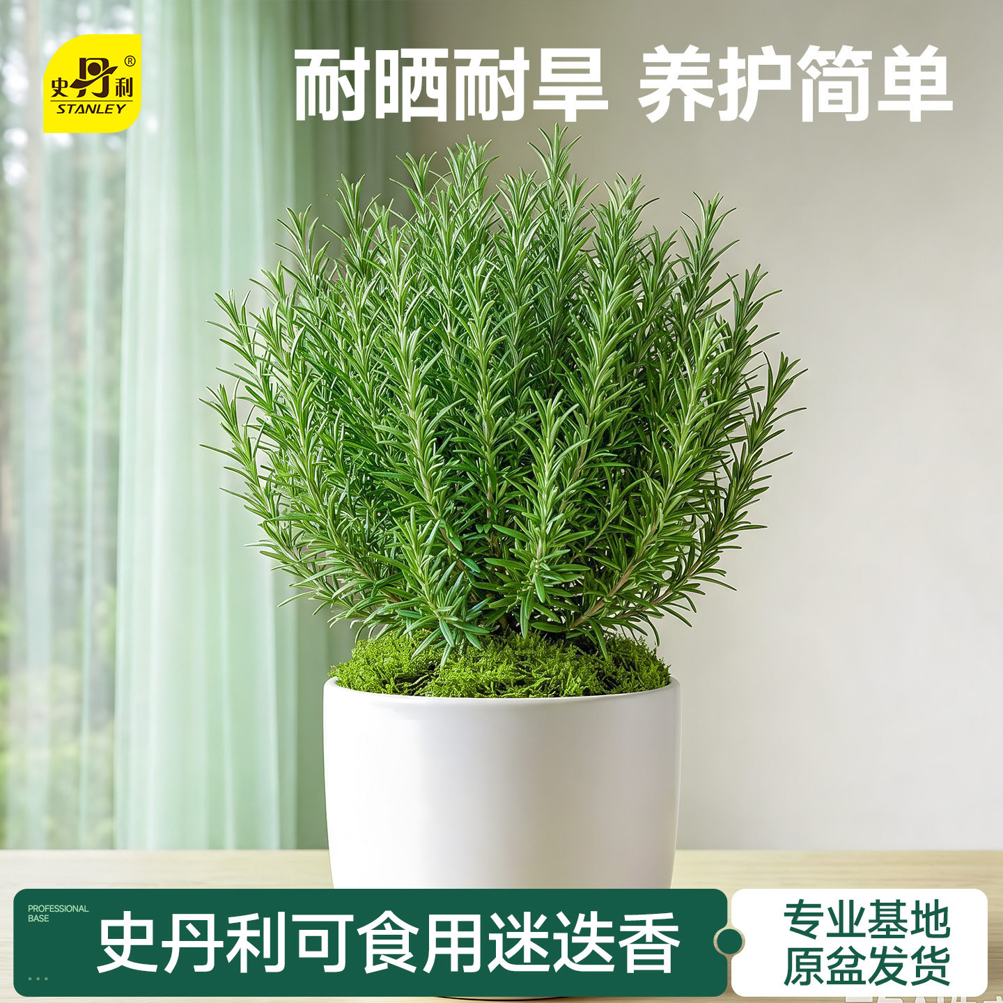 史丹利迷迭香盆栽可食用桌面绿植