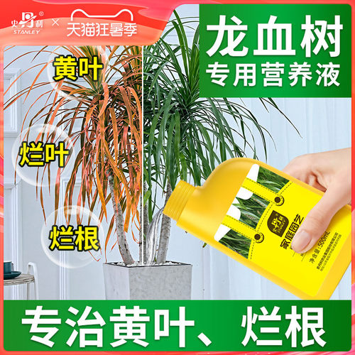 龙血树专用肥料告别黄叶