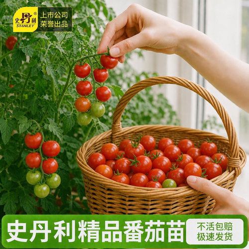 精品番茄苗|不活包赔