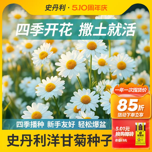 史丹利洋甘菊种子小雏菊花种花籽