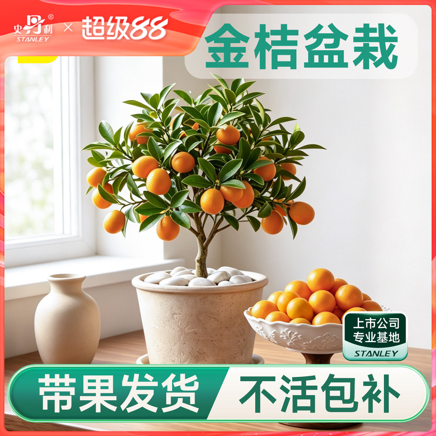 史丹利金桔树盆栽树苗可食用带果图片