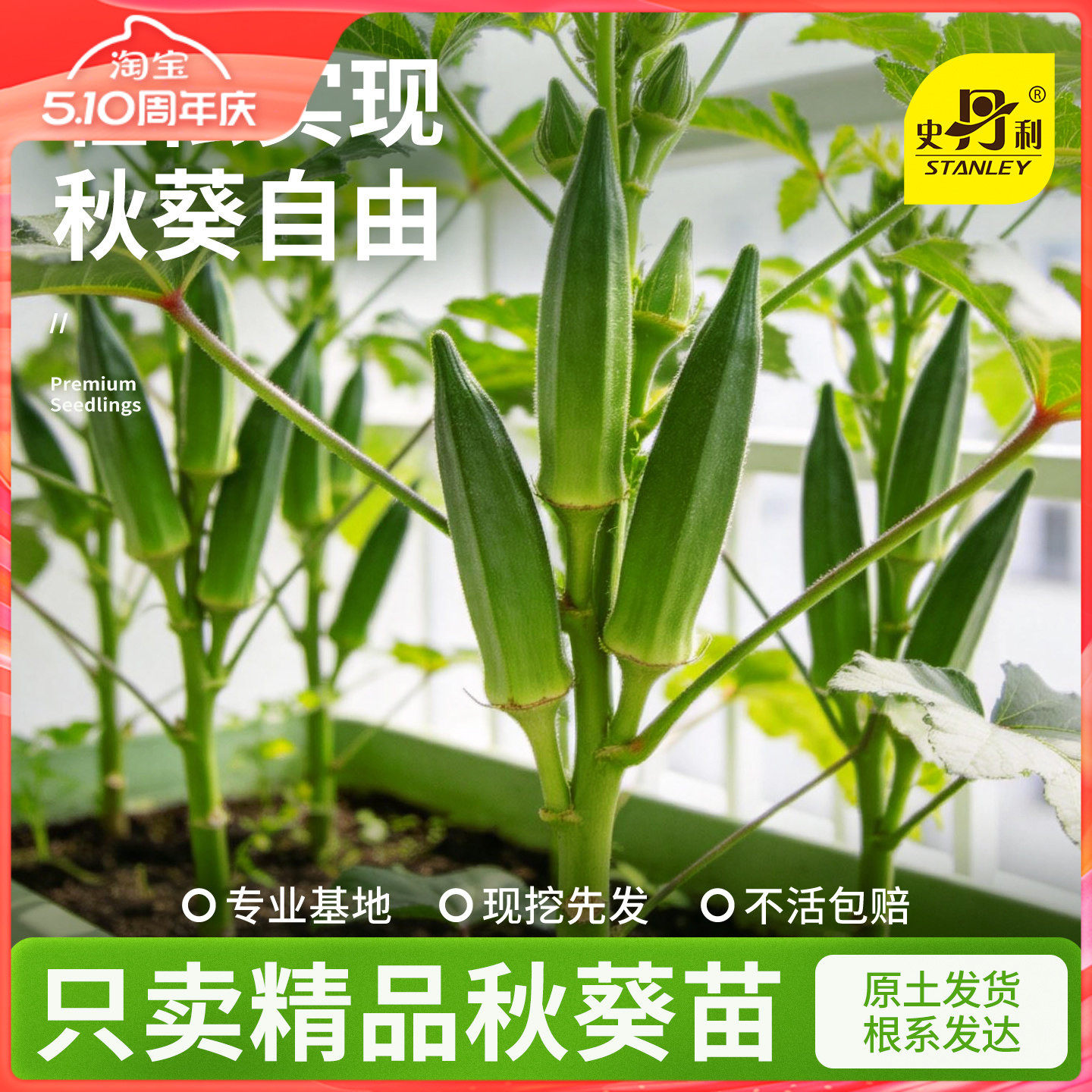 史丹利黄秋葵苗种孑水果秋葵阳台蔬菜秧苗南方种子四季菜籽种大全