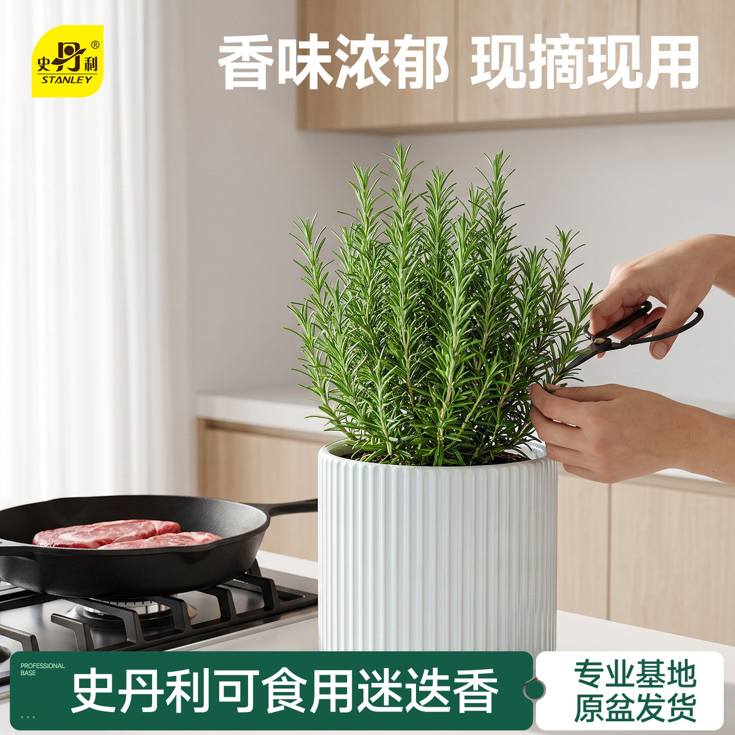 史丹利迷迭香盆栽可食用桌面绿植