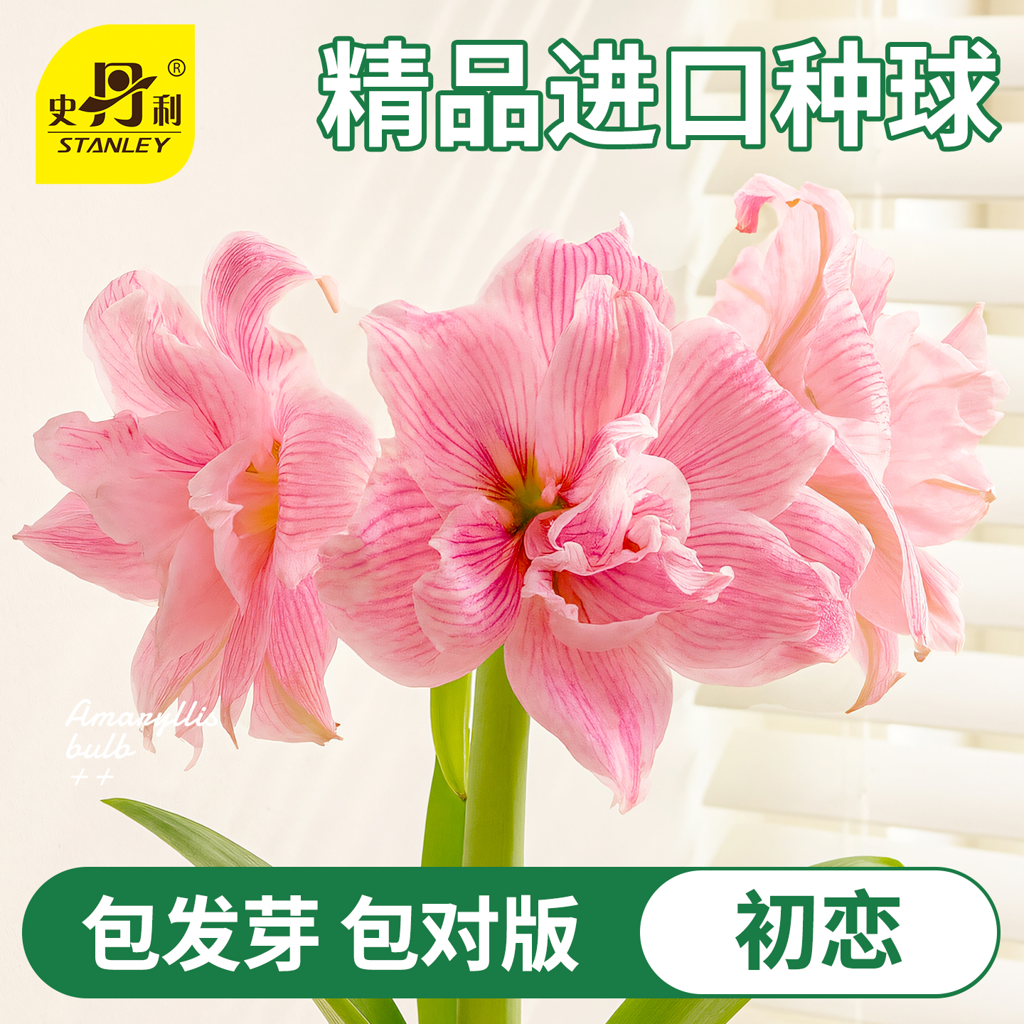 史丹利四季开花朱顶红重瓣大种球