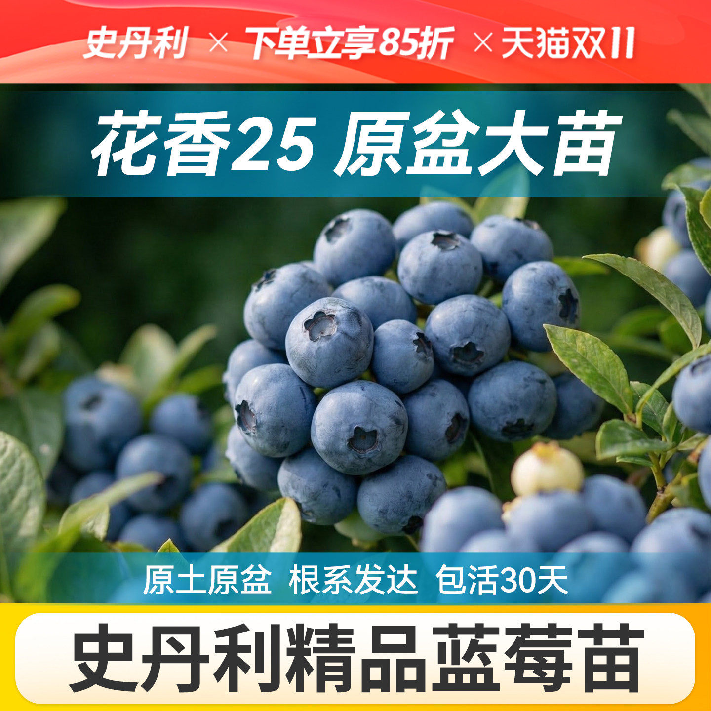 史丹利花香25蓝莓树果苗盆栽四季蓝莓苗北方大南方种植地栽室外L
