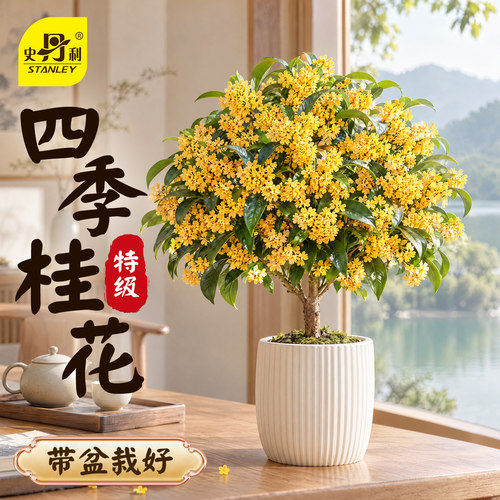 史丹利桂花树苗四季桂盆栽花香