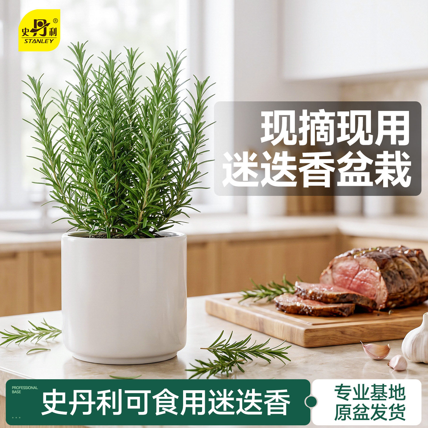 史丹利迷迭香盆栽可食用牛排用