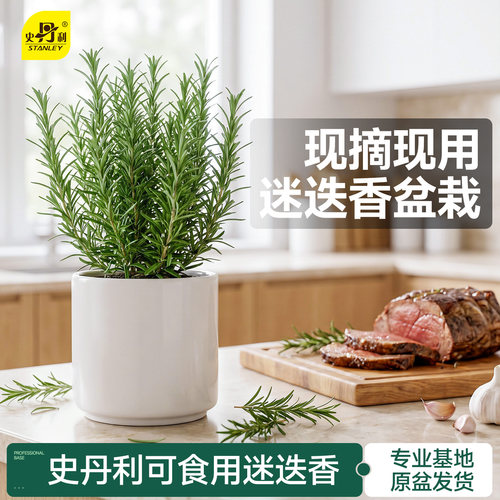 史丹利迷迭香盆栽可食用牛排用