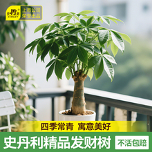 史丹利发财树小盆栽绿植客厅招财树盆栽摆件盆景办公室桌面原生苗
