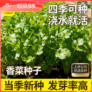 史丹利四季香菜籽种芫荽秋冬蔬菜阳台种菜盆栽种籽孑菜籽种子大全
