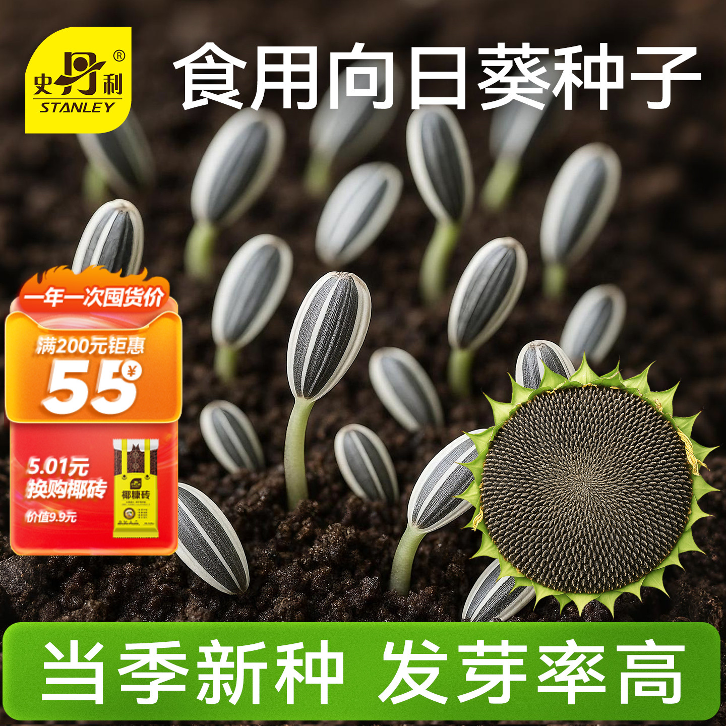 史丹利大粒高产食用向日葵种子