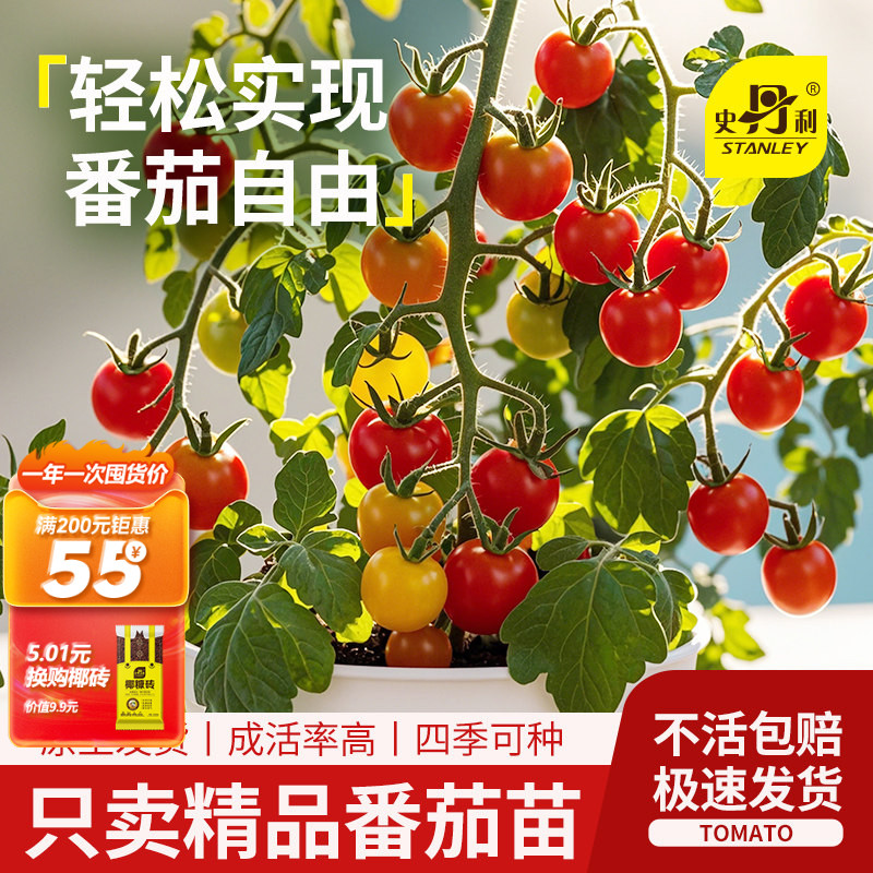 精品番茄苗|带花发货图片